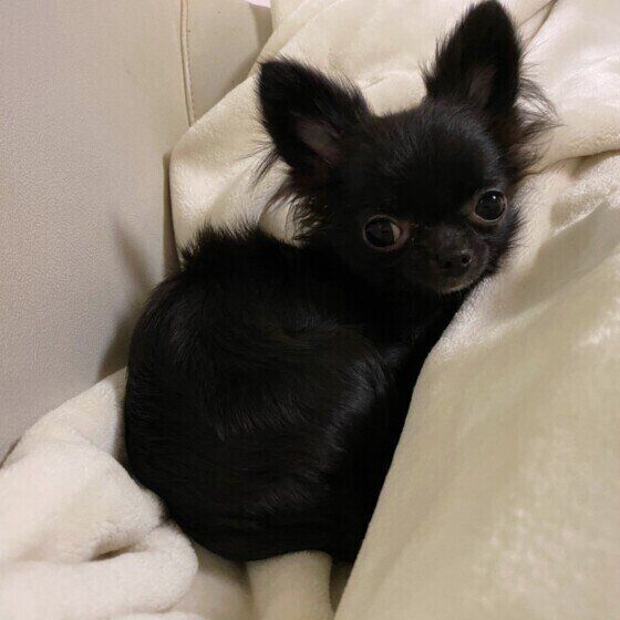 ブラック