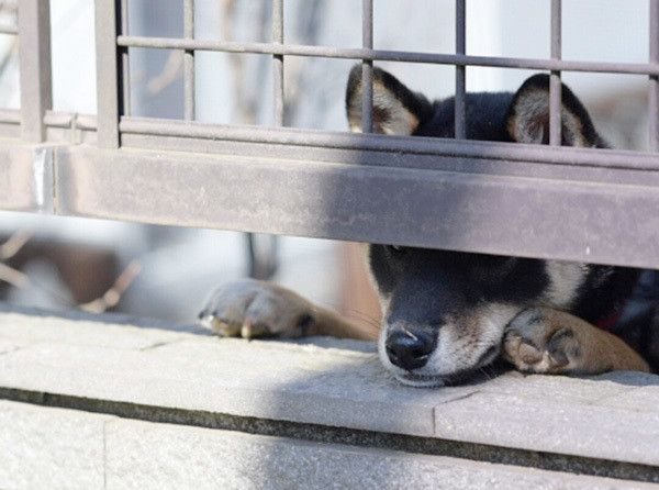 見つめる柴犬