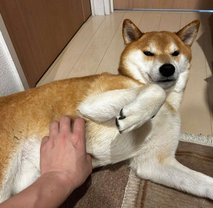 ナデナデを要求するこむぎくん