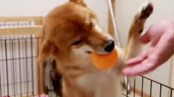 飼い主さんの帰宅を喜ぶ柴犬