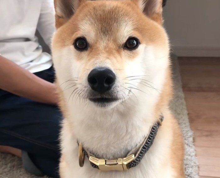 返事する柴犬