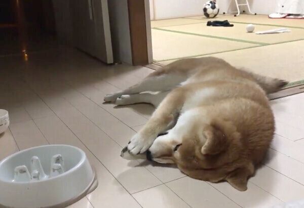 ごはんを早食いして後悔するこむぎくん