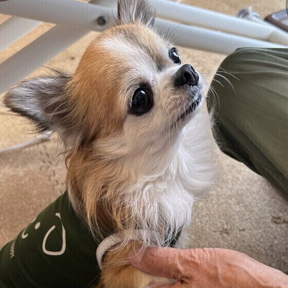 お手をしながら飼い主さんをみつめるワンちゃん