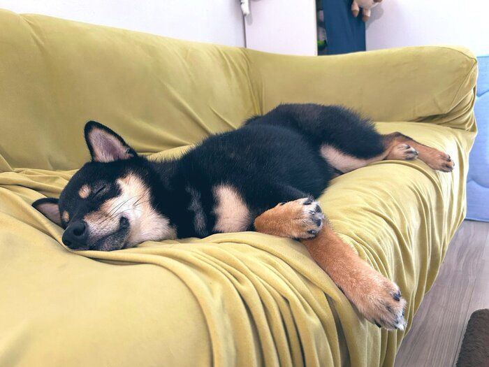 ソファでスヤスヤ眠る大吉くん