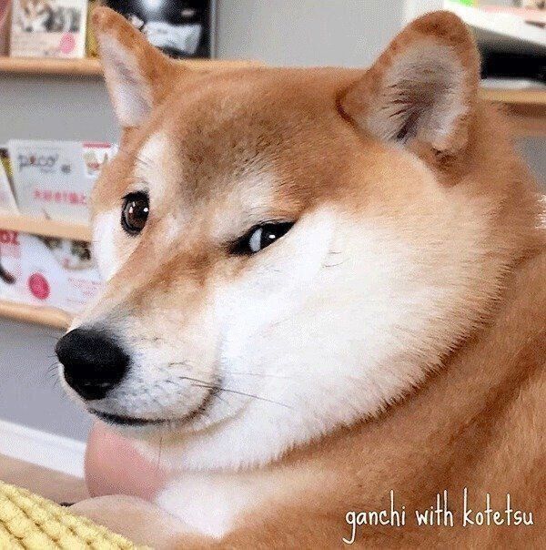 見つめるこてつくん