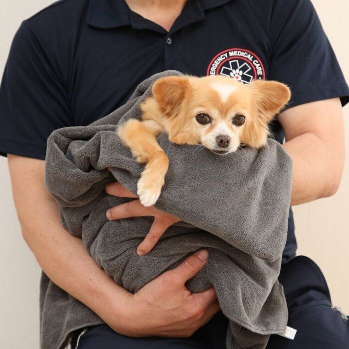 犬が骨折したら」どうすればいい!? もしものときの応急処置をチェック