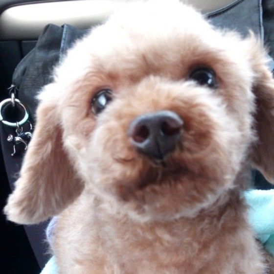 保護犬