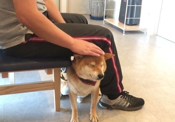 ナデナデを要求する柴犬