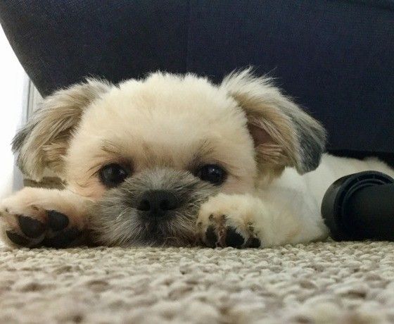 ミックス犬