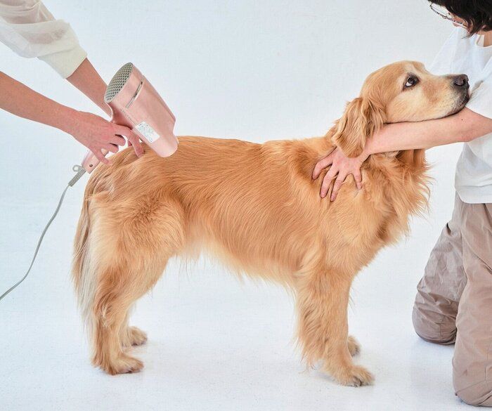 ドライヤーされる大型犬