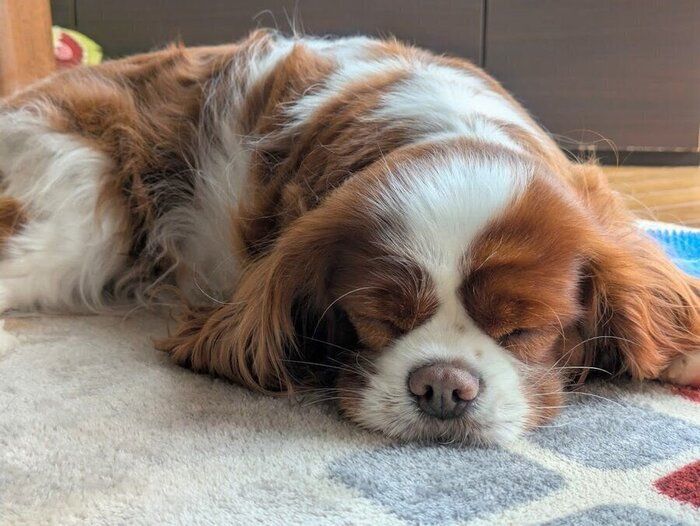 お散歩から帰ってから水分補給で“営業終了”する元保護犬、気持ちよさそうにすやすやと眠る姿にほっこり。今では「家族の癒し」の存在に