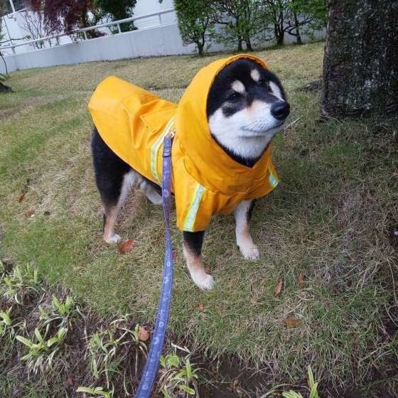 雨の日のお散歩大好き♪
