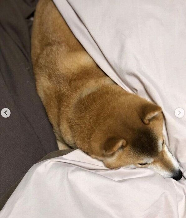 飼い主さんの布団をあたためるラテくん