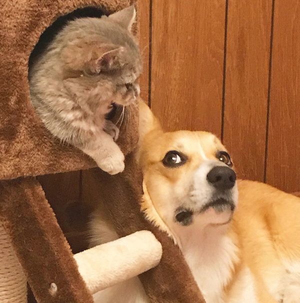 仲良しなコーギーとマンチカン