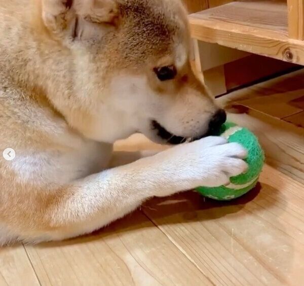 ボールが取れたユクちゃん