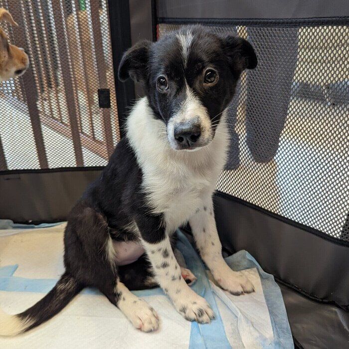 生後4カ月のときにお迎えした元野犬の子犬→家族に愛され「感情表現豊か」に育った現在の様子に癒やされる