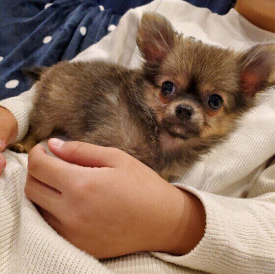 お姉ちゃんに抱っこされるミックス犬