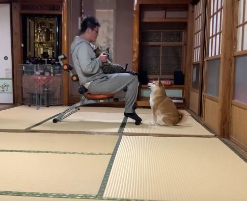柴犬 ももちゃん