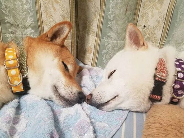 眠る柴犬