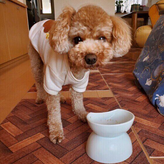 犬がゴハンの好き嫌いをする理由は　偏食が続く場合の対処法を獣医師が解説