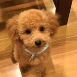 獣医師監修 犬にブロッコリーは大丈夫 与え方の注意点や適量とは いぬのきもちweb Magazine