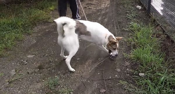 保護犬