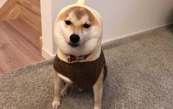 固まる柴犬