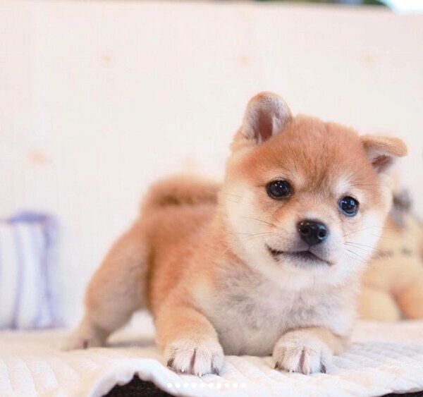 くつろぐたまちゃん