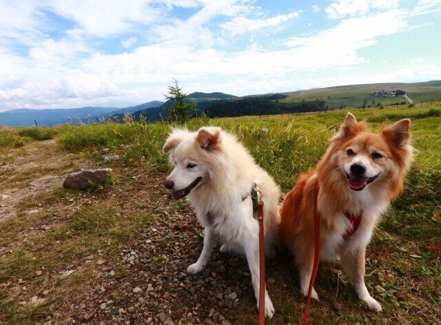 八ヶ岳も確実に暑くなっているけれど【穴澤賢の犬のはなし】
