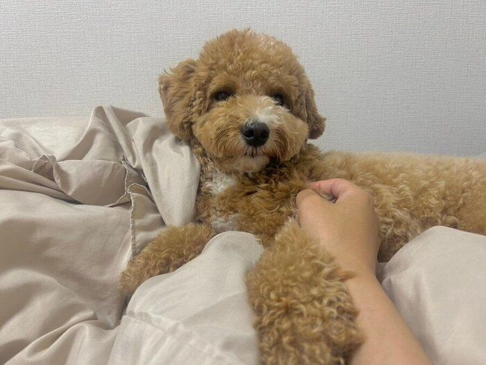 別の日の投稿写真 ベッドの上でくつろぐたむくん