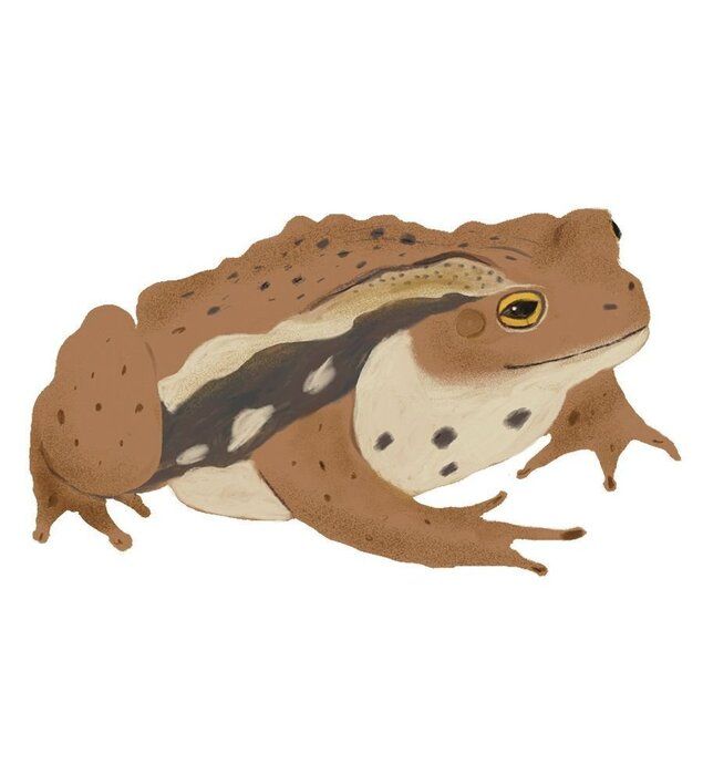 イラスト／きじまももこ