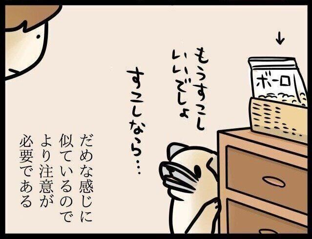 いぬのきもちWEB MAGAZINE『飼い主と犬、ダメなところも似てくる…|連載「パグ犬・めー」vol.42』