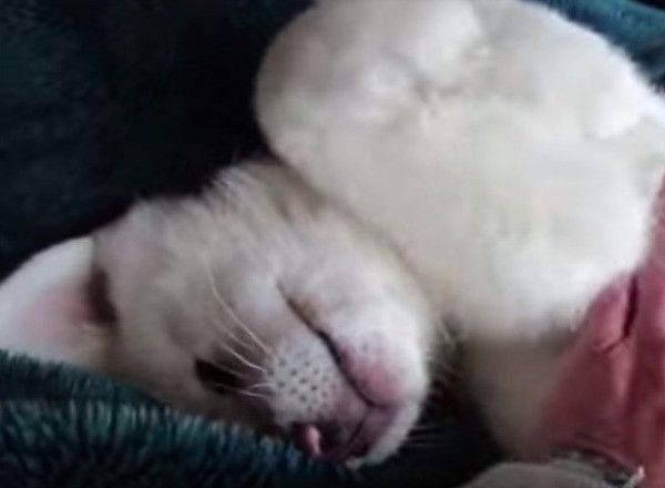 秋田犬