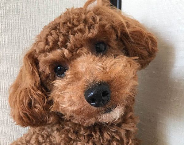 見つめるトイ・プードル
