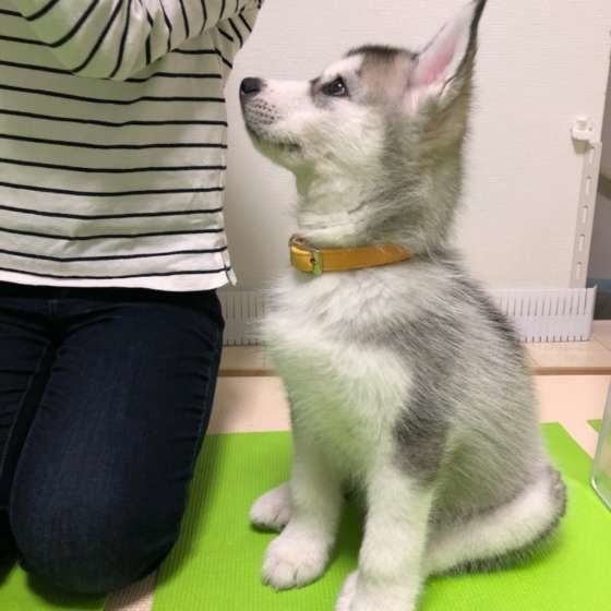 シベリアン・ハスキーのパピーちゃん