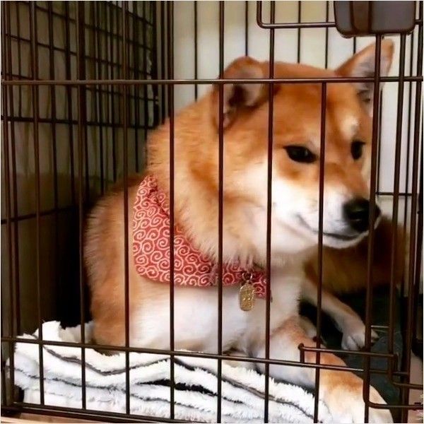 退屈ワンコ