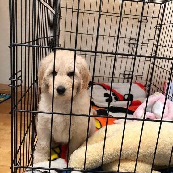 見つめる犬