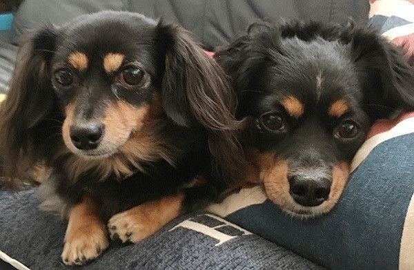 見つめる犬