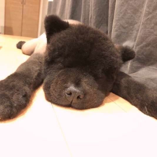 團ちゃん
