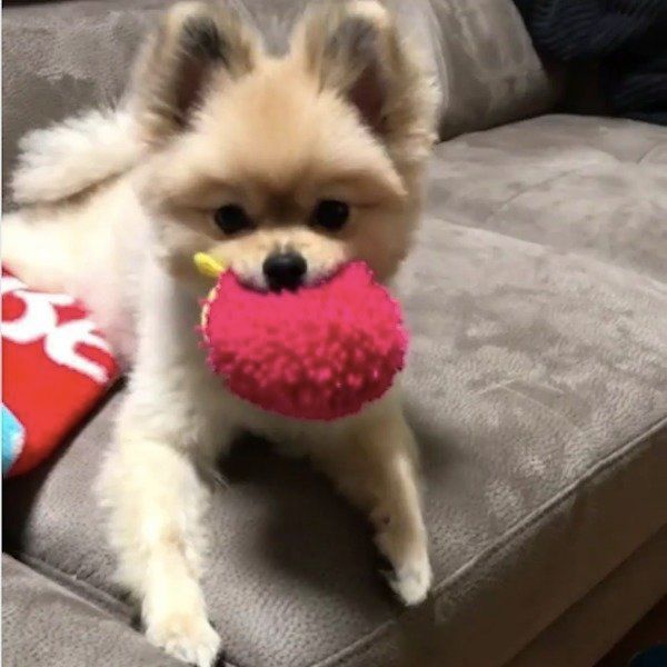 ポメラニアン