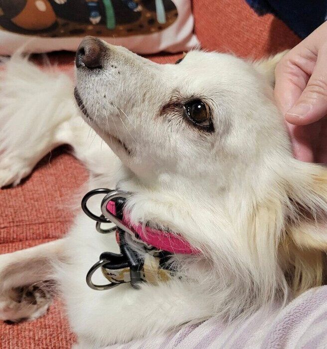 飼い主さんになでてもらうシャムちゃん