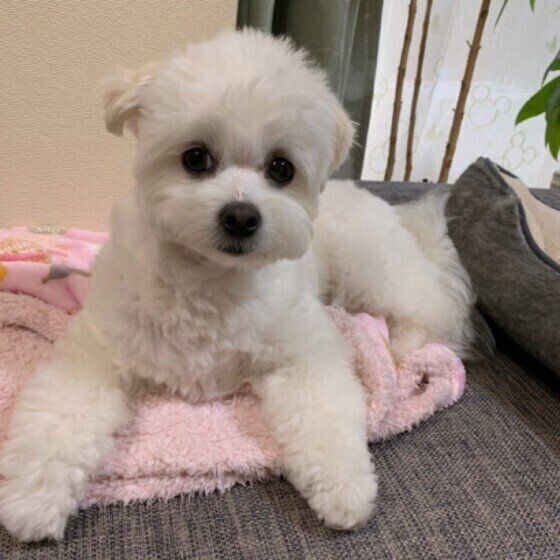 見つめる犬