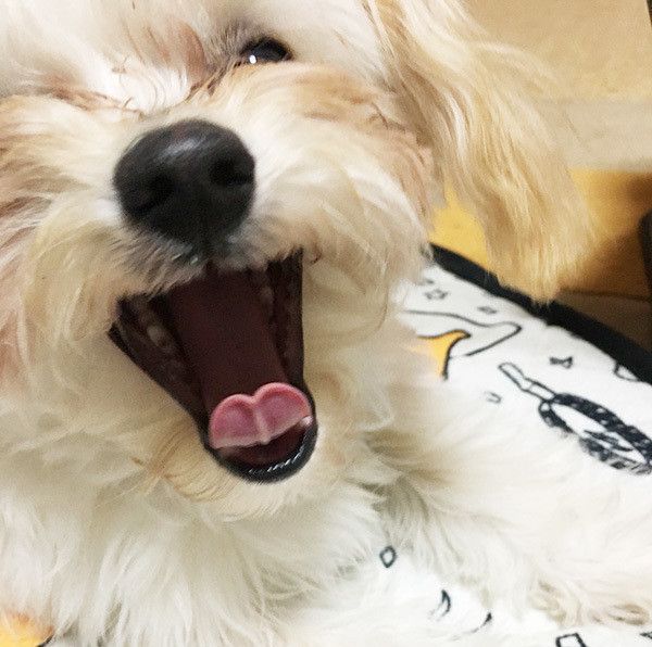 あくびする犬