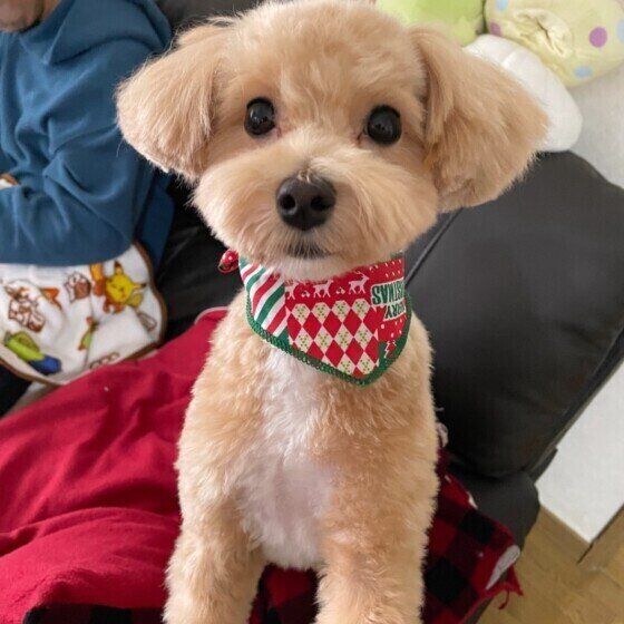 見つめるMix犬