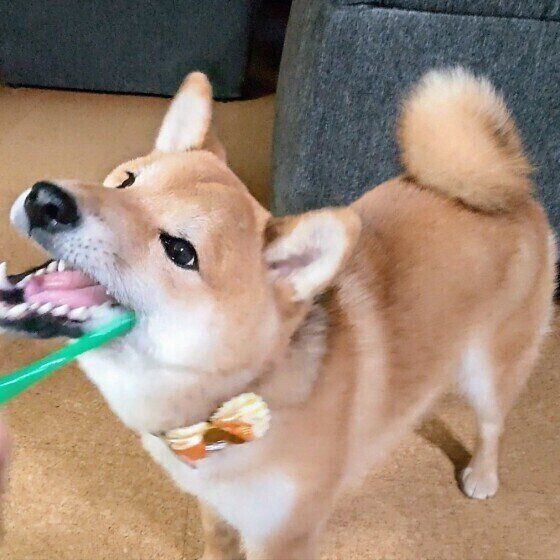 食後の歯みがきをする柴犬
