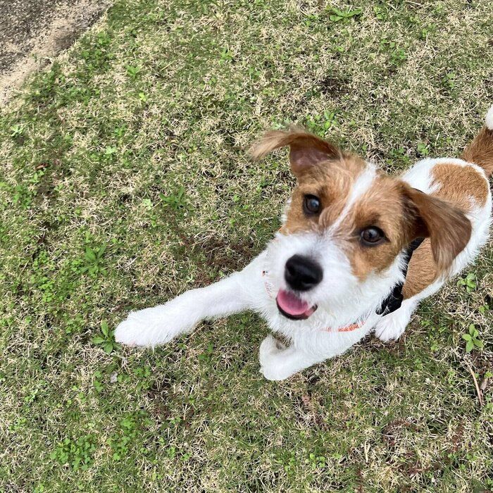 �֥ɥå����䤪���⤬�繥���פȤ����Ѥ�����