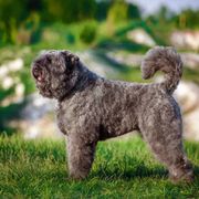 ブービエ デ フランダースに関する記事一覧 いぬのきもちweb Magazine ブービエ デ フランダースに関する記事一覧 いぬのきもちweb Magazine