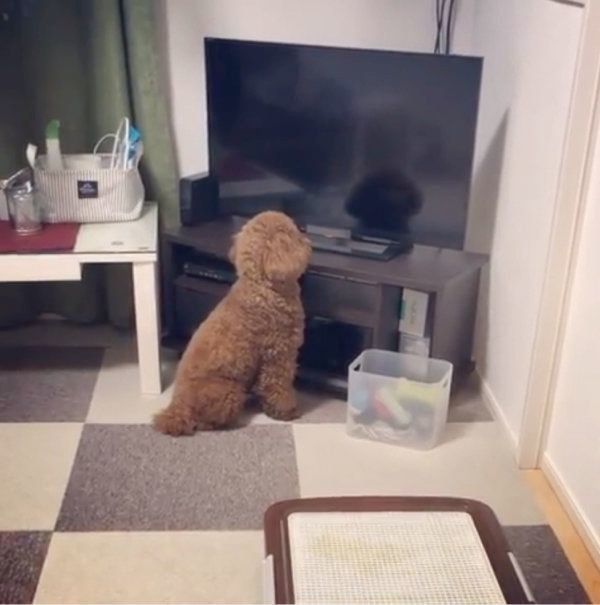 テレビの中の自分を見つめるトイ・プードル
