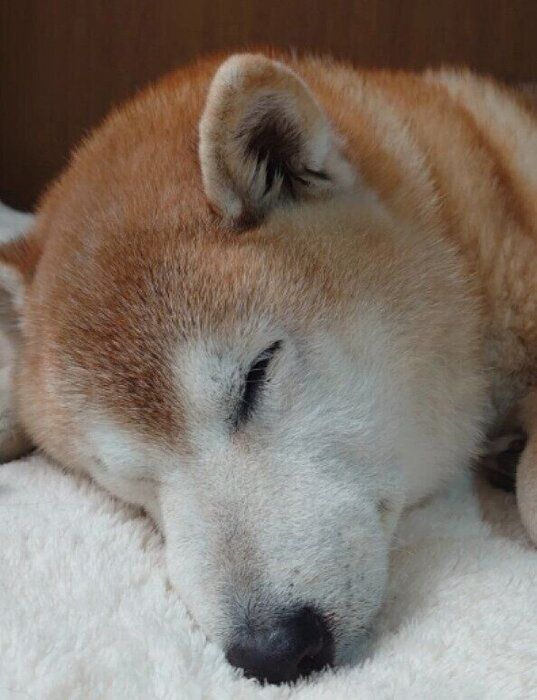 すやすやと眠る柴犬