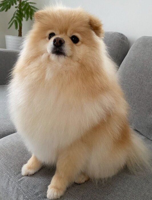 4才になったぱっちゃん
